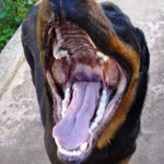 Anıl
