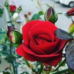 Sinem