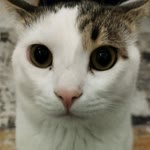 Hasan