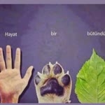 Zeynep