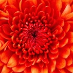 Aynur