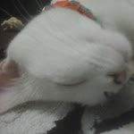 Sultan