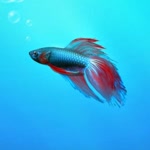 Burak