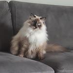 Doruk