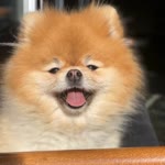 Petmode