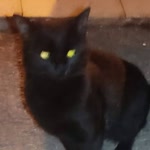 Sedat