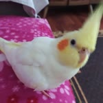 Erdal