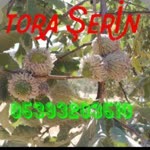 Tora