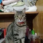 Tülay