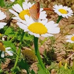 Fehime