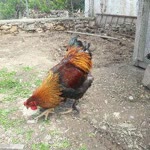Ozay