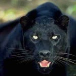 Akrep