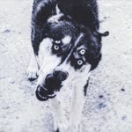 Özgür