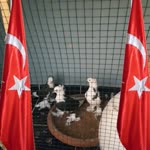 Hayati