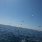 Nehir