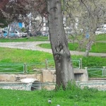 Filiz