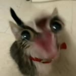 Zera