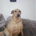 Özer
