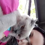 Melek