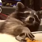 Ali