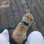 Aysel