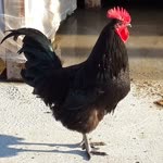 Tanju
