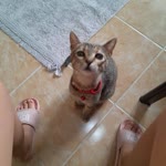 Melek