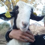 Mevlüt