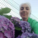 Aynur