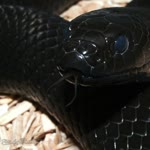 Esranur
