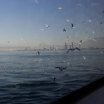 Sevgi