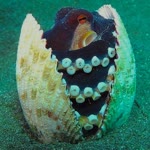 Hakan