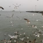 İlknur