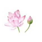 Seher