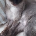 Azra