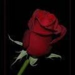 Aynur