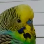 Sümeyra