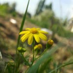 Sevilay