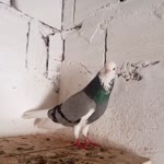 Mahmut