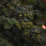 Oğuzhan