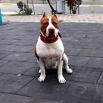 Sezer