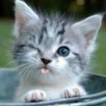 Emel
