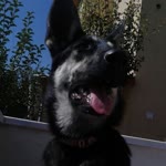 Nazlı