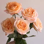 Nehir
