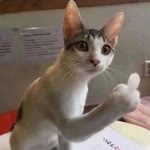 Sadig