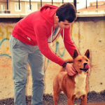 Serdar