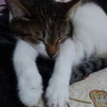 Zeynep