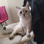 Azra