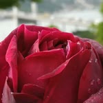 Fatma
