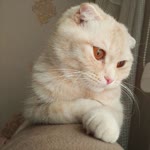 Rana